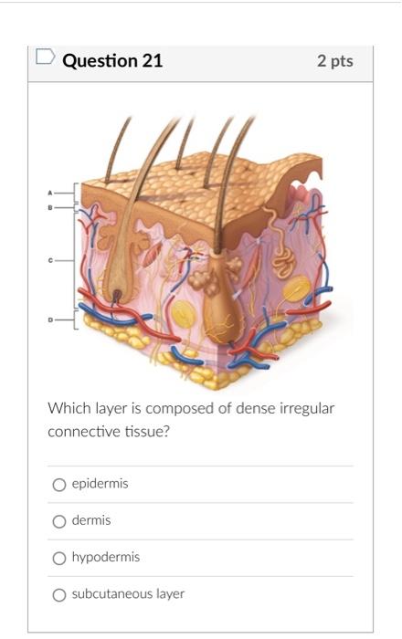 Question 21
2 pts
Which layer is composed of dense irregular connective tissue?
epidermis
dermis
hypodermis
subcutaneous laye