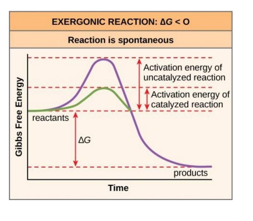 Solved If no activation energy were required to break down | Chegg.com