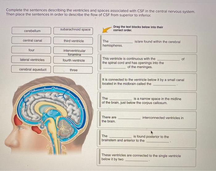 solved-complete-the-sentences-describing-the-ventricles-and-chegg