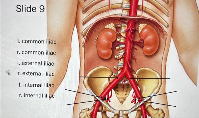 Slide 9 I. common iliac r. common iliac I. external iliac r. external iliac I. internal iliac r. internal iliac