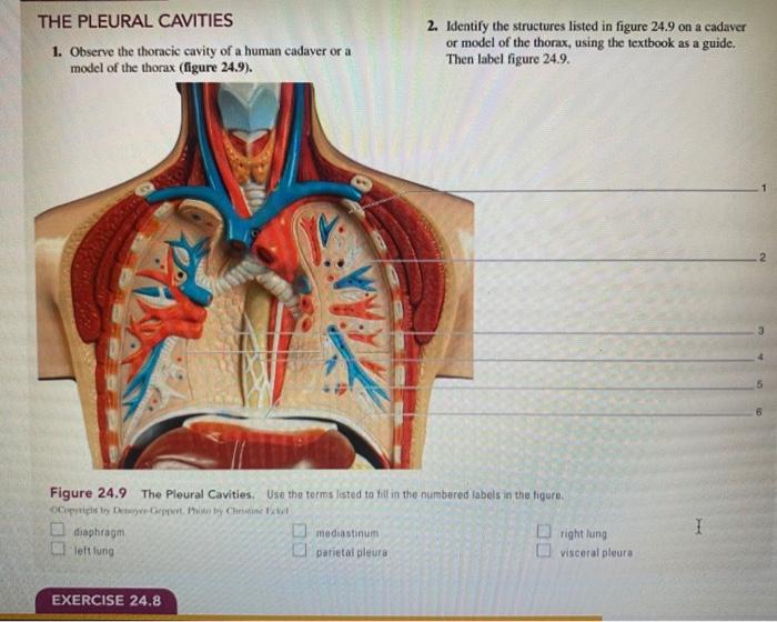 Solved THE PLEURAL CAVITIES 1. Observe the thoracic cavity | Chegg.com