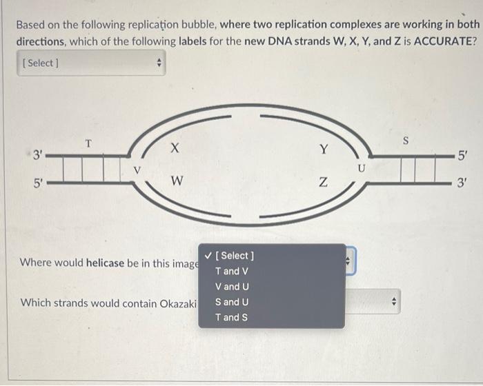 Based on the following replica?ion bubble, where two replication complexes are working in both directions, which of the follo