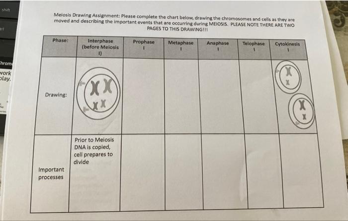 meiosis drawing assignment