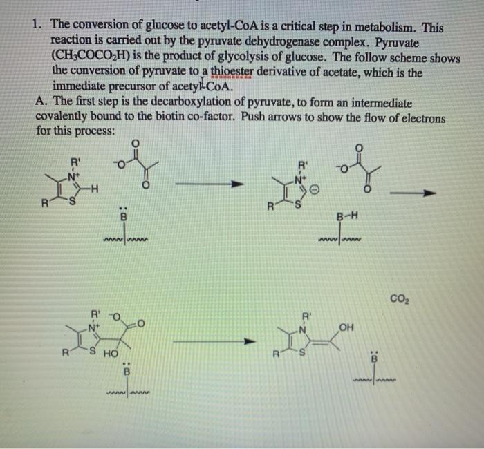 Solved 1. The conversion of glucose to acetyl-CoA is a | Chegg.com