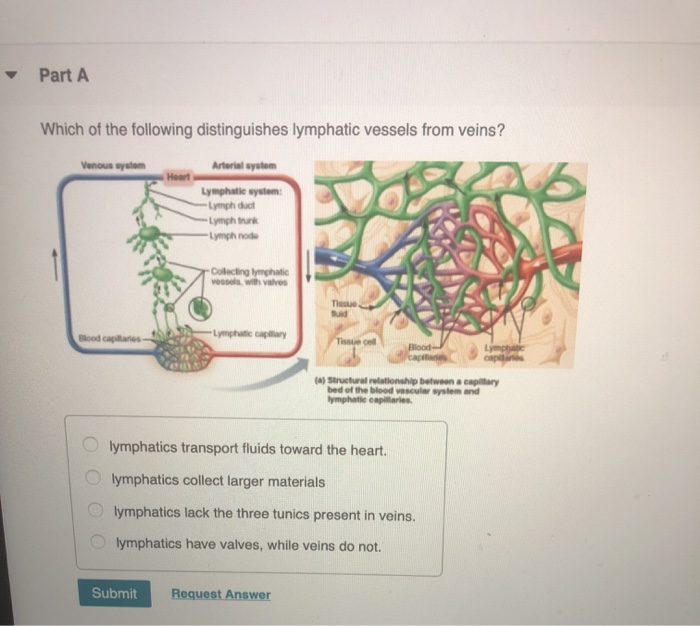 Solved Part A Which of the following distinguishes lymphatic