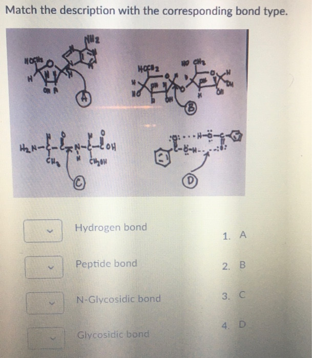 Solved Match the description with the corresponding bond | Chegg.com
