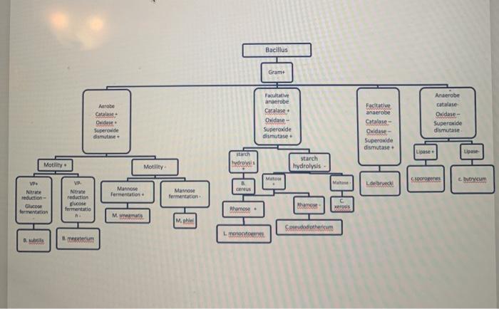 Solved 1acreate a flowchart for Staphylococcus epidermidis | Chegg.com