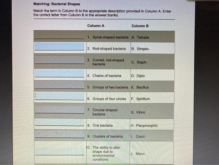 Solved Matching: Bacterial Shapes Match the term in Column B | Chegg.com
