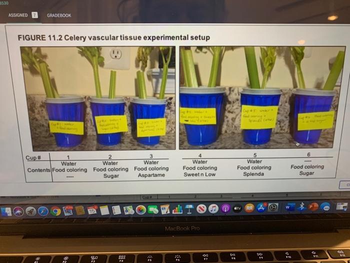 Solved ASSIGNED GRADEBOOK FIGURE 11.2 Celery vascular tissue