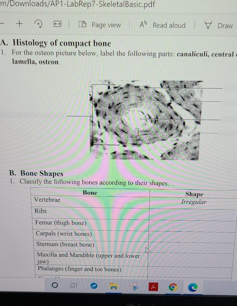 m/Downloads/AP1-LabRep7-SkeletalBasic.pdf + (D Page view AV Read aloudly Draw A. Histology of compact bone 1. For the osteon