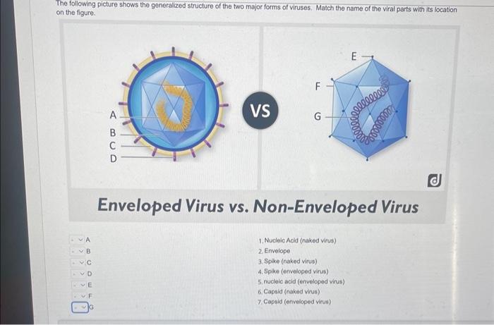 Solved The Following On The Figure Vs D Enveloped Virus Chegg Com