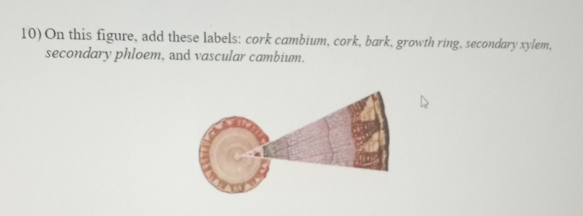 Solved 10) On this figure, add these labels cork cambium,