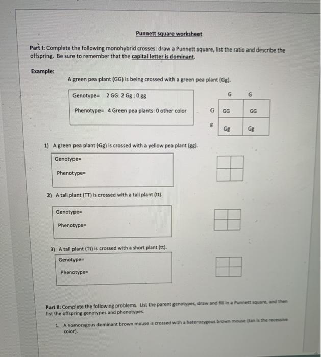 monohybrid cross worksheet