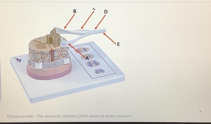 Solved Choose a letter. This component of the reflex arc | Chegg.com