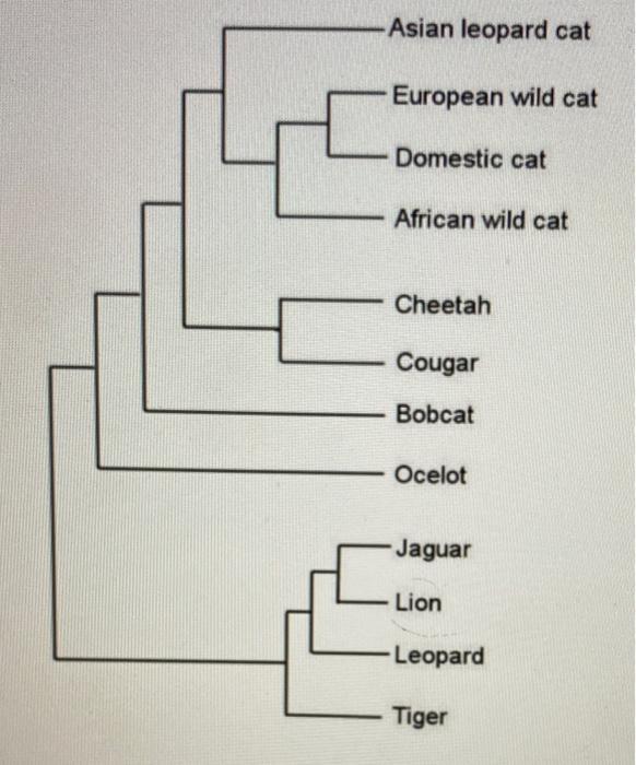 The phylogeny above depicts relationships between | Chegg.com