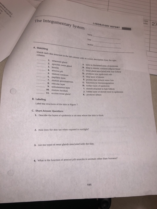 The Integumentary System Laboratory Report A Chegg 