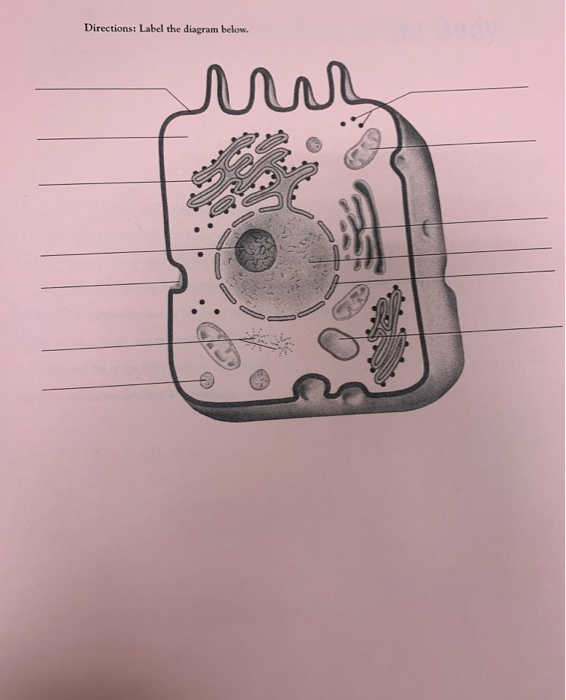 Solved Directions: Label the diagram below. | Chegg.com