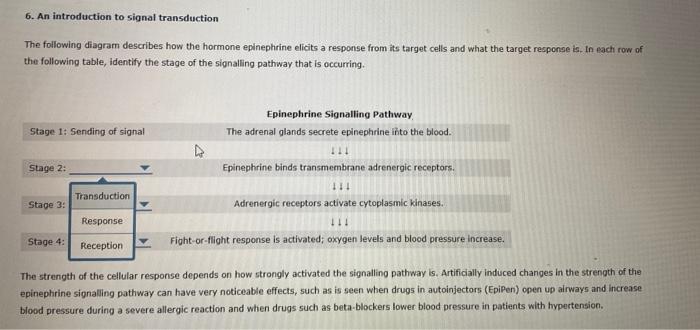 6. An introduction to signal transduction
The following diagram describes how the hormone epinephrine elicits a response from