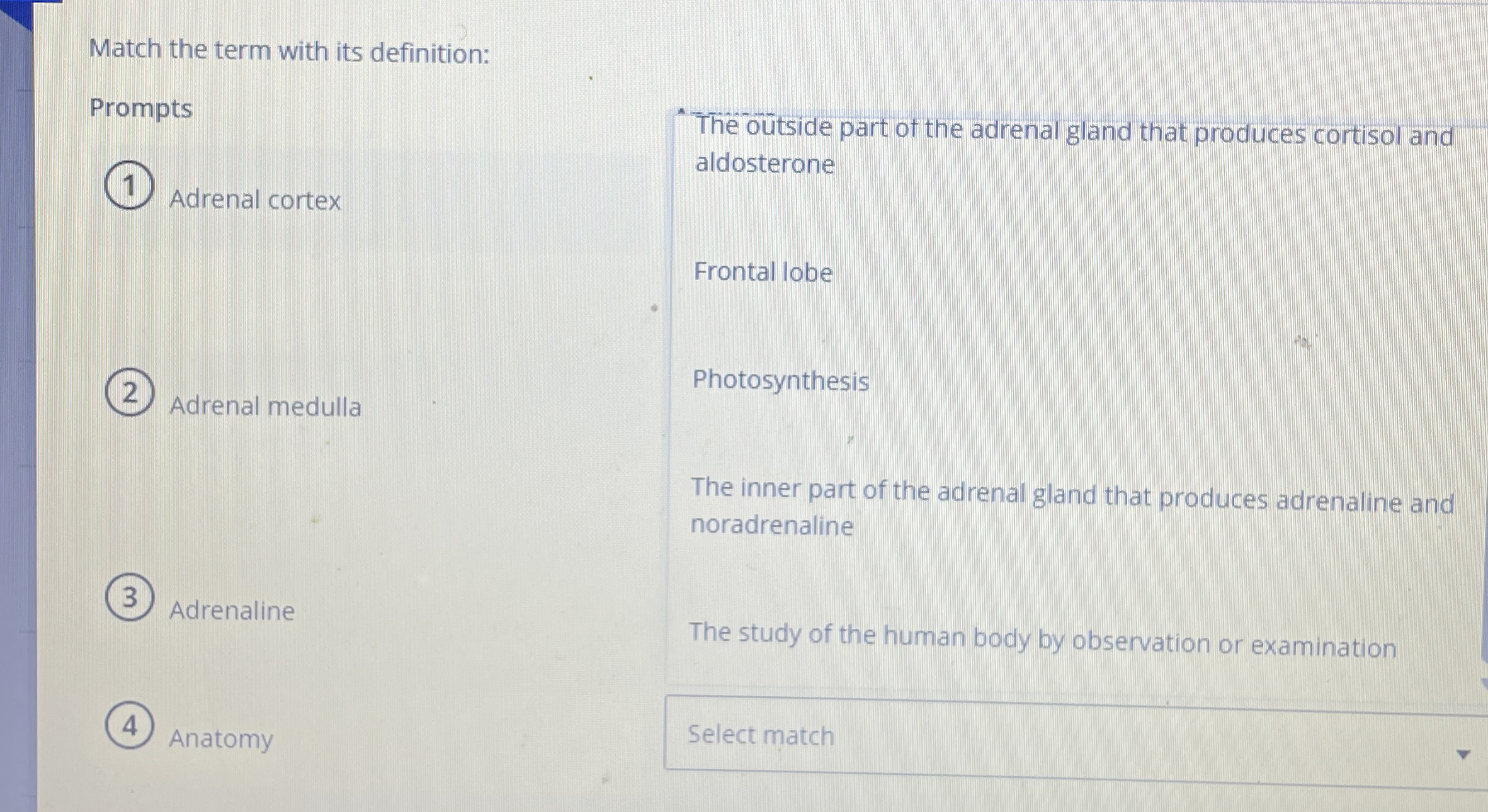 Solved Match the term with its definitionPrompts ﻿Adrenal