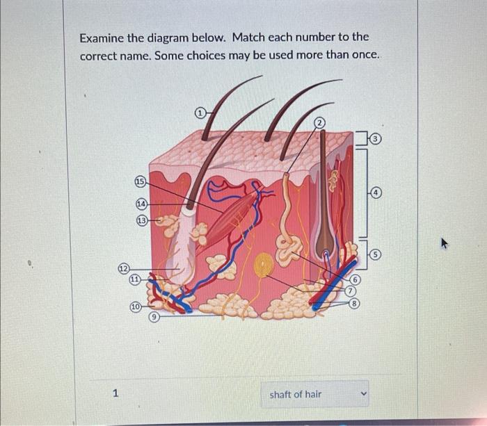Solved Examine the diagram below. Match each number to the | Chegg.com