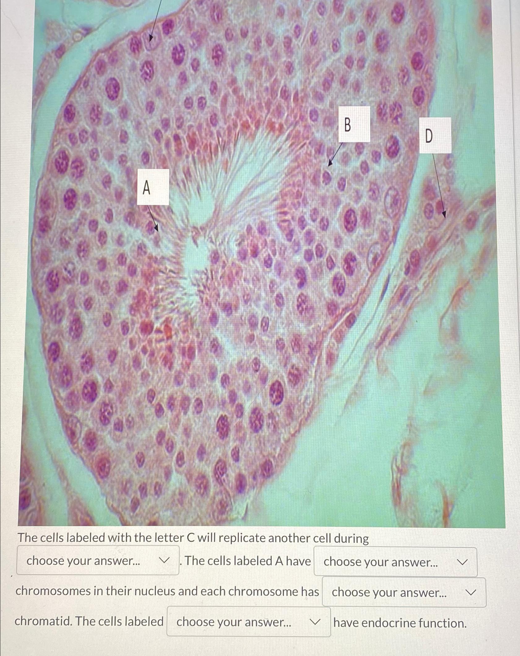 Solved The cells labeled with the letter C ﻿will replicate | Chegg.com