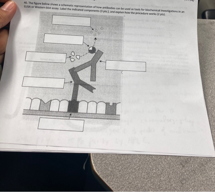 Solved 40. The Figure Below Shows A Schematic Representation | Chegg.com