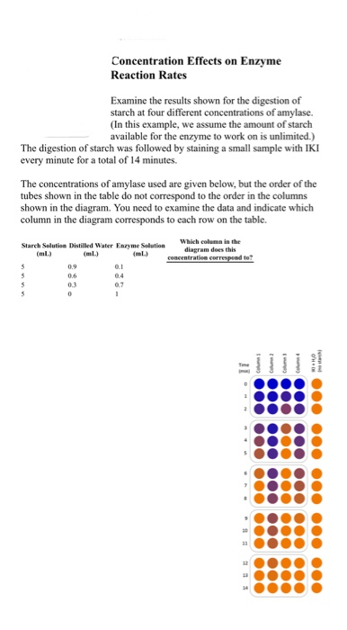 Solved Concentration Effects on Enzyme Reaction Rates | Chegg.com