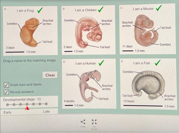Solved 4. Observe: Switch to stage 13. What do all of the | Chegg.com