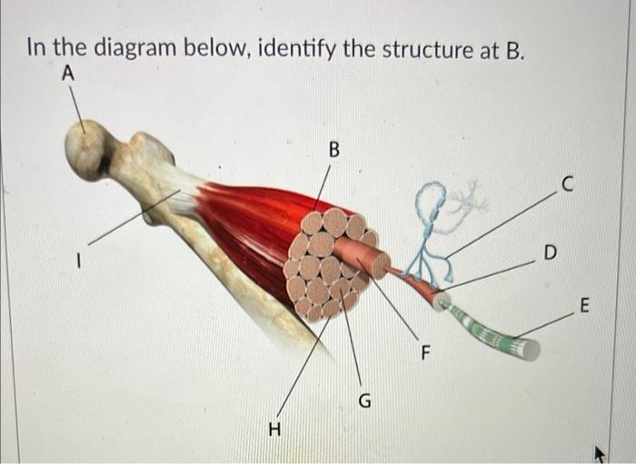 Solved In The Diagram Below, Identify The Structure At B. | Chegg.com