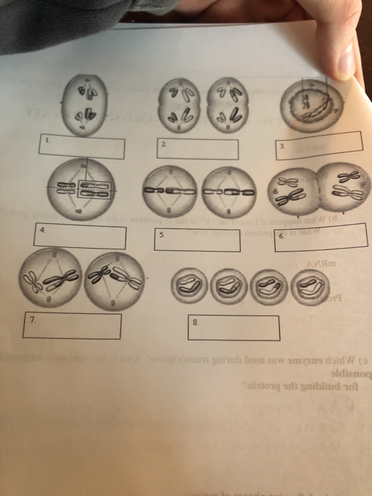 Solved Label the following phases of meiosis.Write ONE | Chegg.com