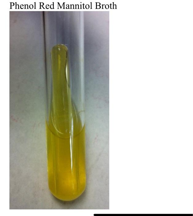 Solved Based on this phenol Red Mannitol broth test, which
