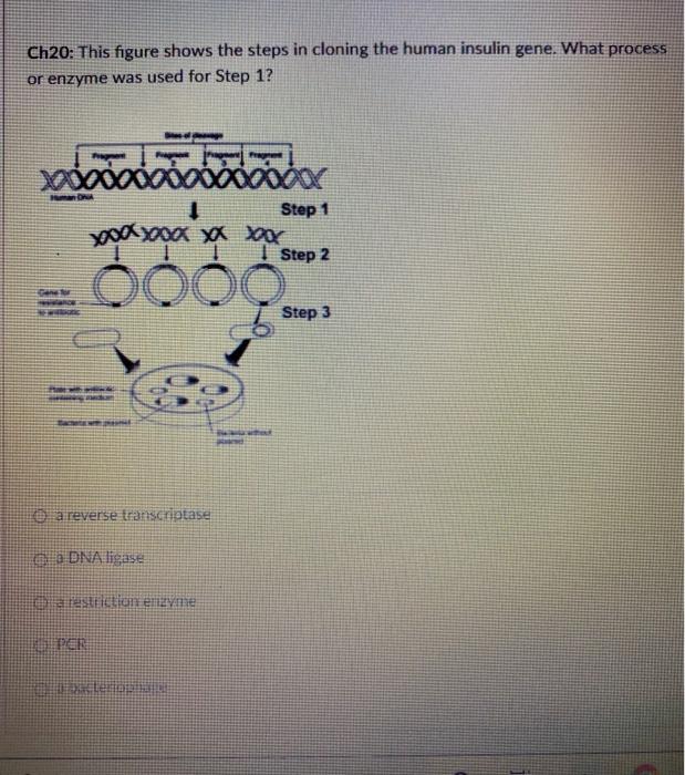 Solved Ch20: This figure shows the steps in cloning the | Chegg.com