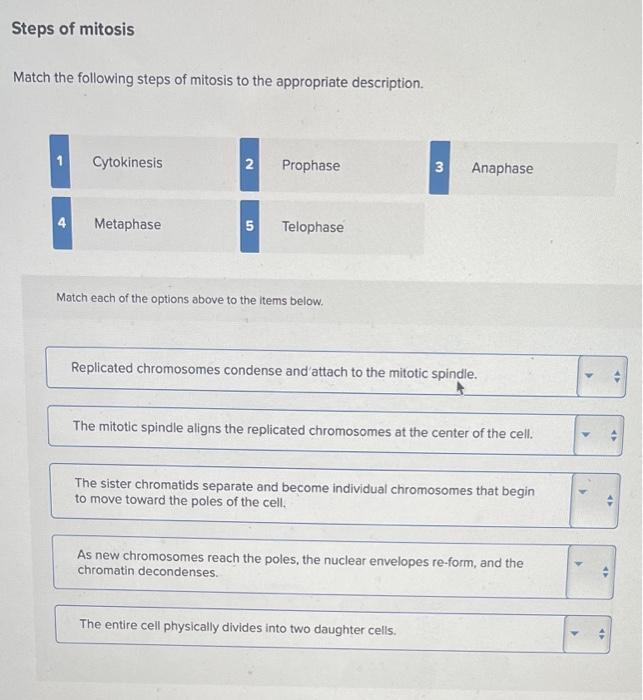 Solved Steps of mitosis Match the following steps of mitosis | Chegg.com