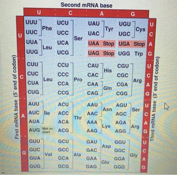 Solved Second Mrna Base с A U G Ucu Uau Tyr Ugu U Cys Ugc C