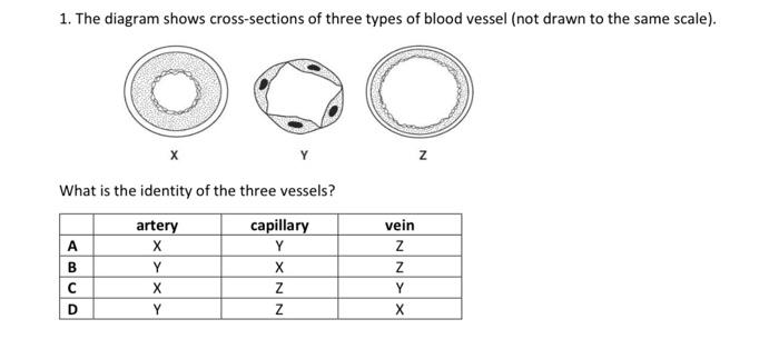 Solved 1 The Diagram Shows Cross Sections Of Three Types Of Chegg Com