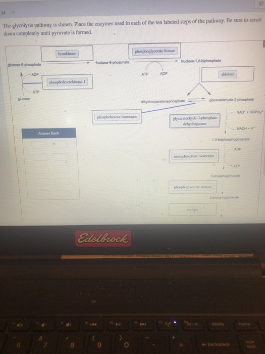Solved The glycolysis pathway is shown. Place the enzymes