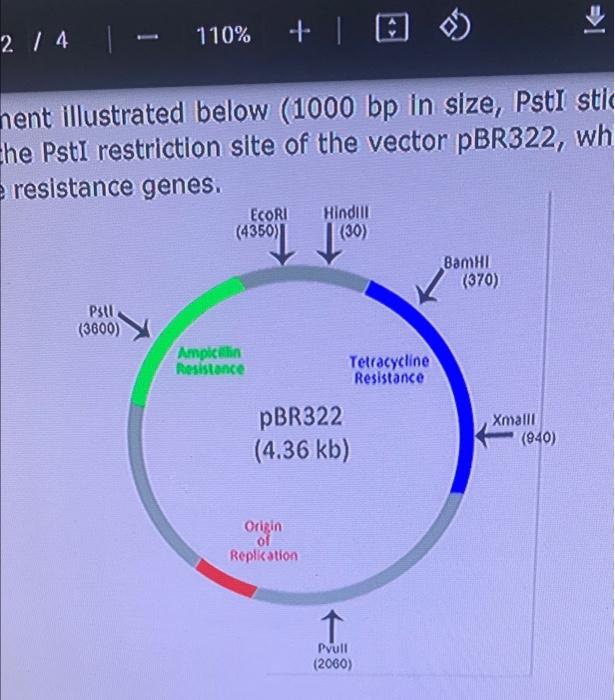 U
2 14
110% +
ay
nent illustrated below (1000 bp in size, Psti sti
che Psti restriction site of the vector PBR322, wh
resista