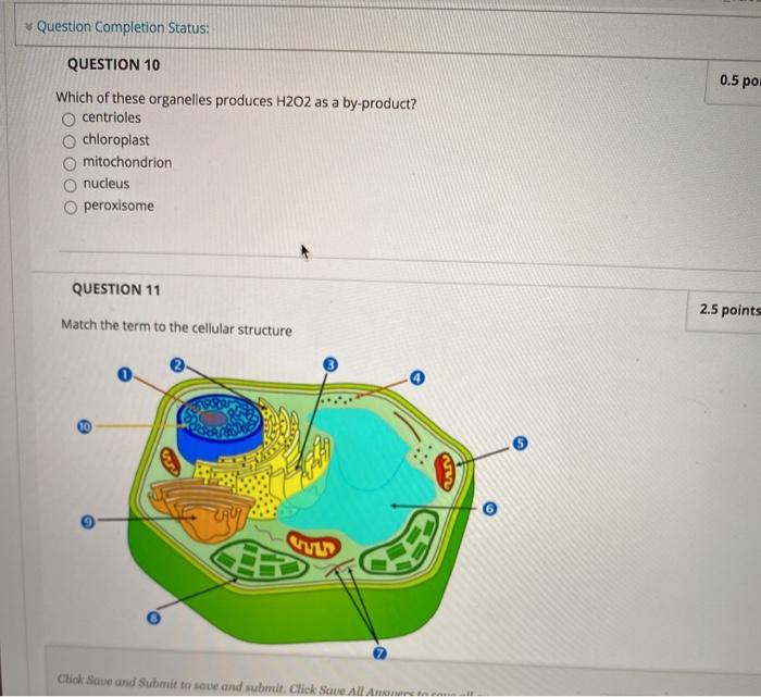 Solved Question Completion Status: Question 10 0.5 Po Which | Chegg.com