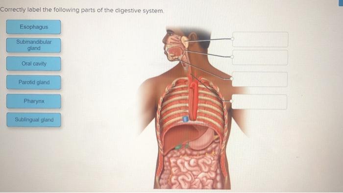 Correctly Label The Following Parts Of The Digestive Chegg 