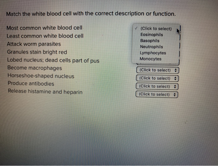Solved Match the white blood cell with the correct | Chegg.com