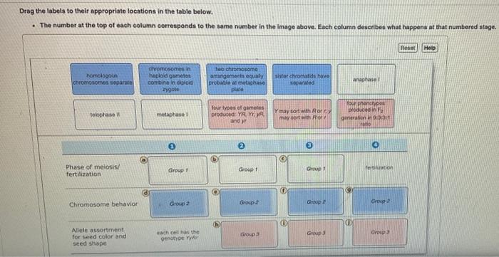 Solved Connections: Chromosomal Inheritance and Independent | Chegg.com