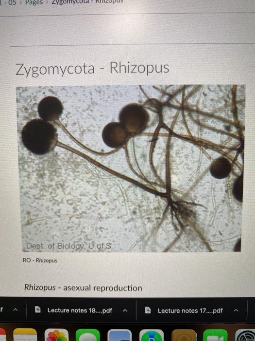 Pdf Notes On Some Noteworthy Lichens And Allied Fungi Found In The Bialowieza Primeval Forest In Poland