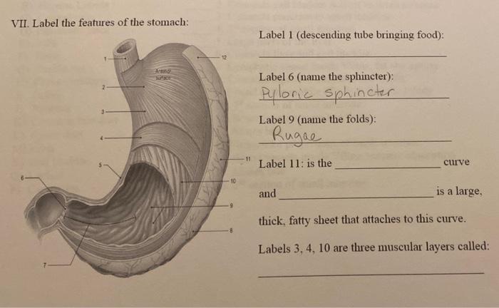 Solved VII. Label the features of the stomach: Label 1 | Chegg.com