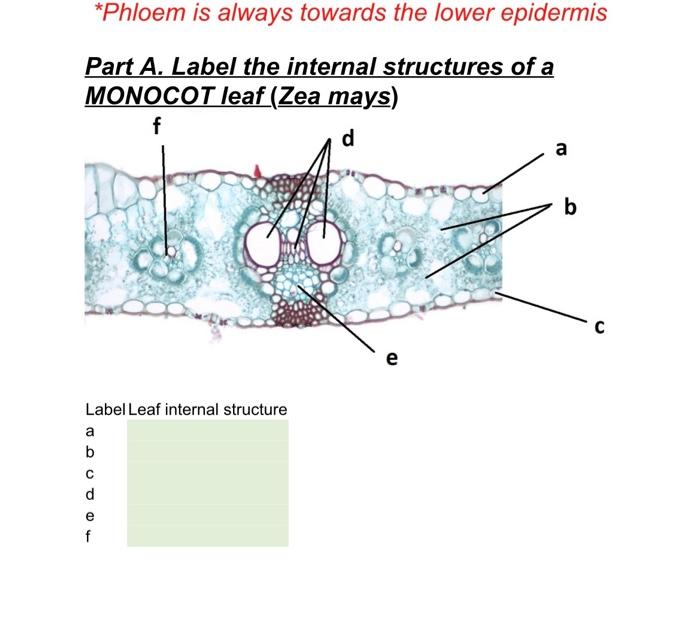 cross section of monocot leaf labeled