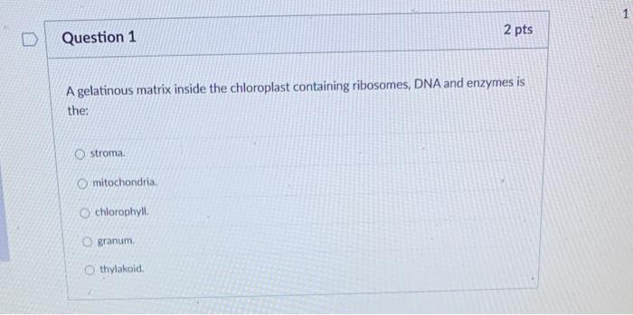 Solved A gelatinous matrix inside the chloroplast containing | Chegg.com