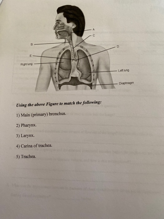 Solved А с B. E Rightlung Left lung Diaphragm Using the | Chegg.com