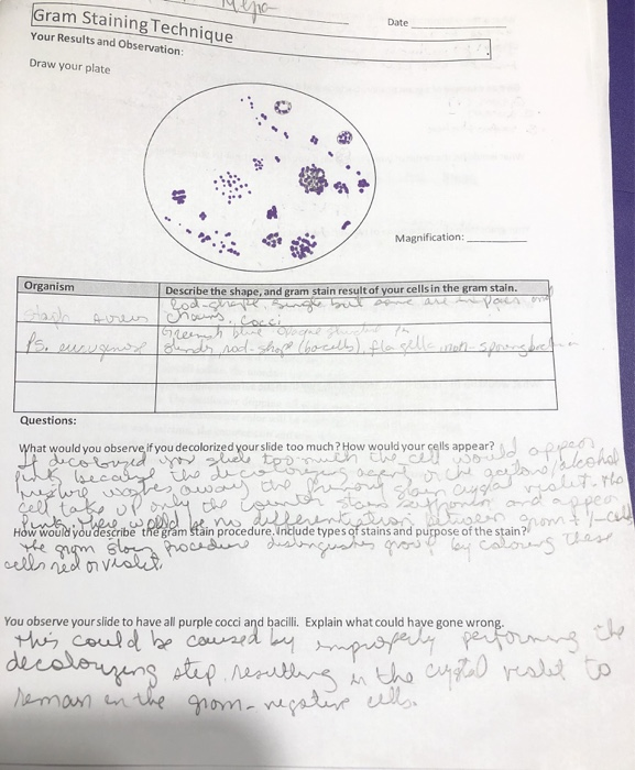Solved Gram Staining Technique Your Results and Observation: | Chegg.com