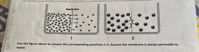 Solved has a higher osmolarity than the solution on the left | Chegg.com
