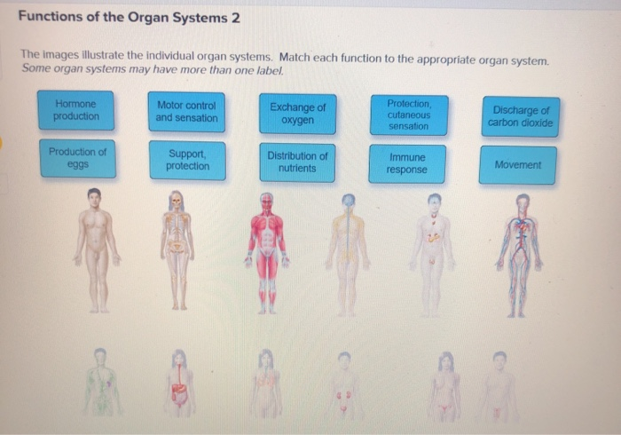 Solved Functions Of The Organ Systems 2 The Images | Chegg.com