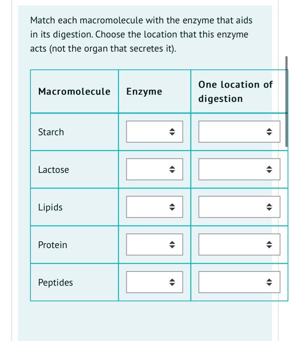 Solved Match each macromolecule with the enzyme that aids in